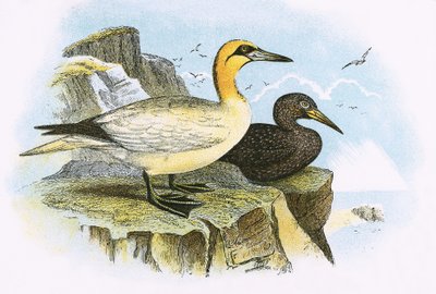 Gannet by English School